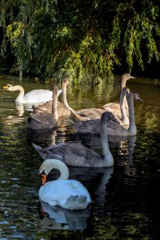 Mute Swans and  cygnets Illuminated in the sunshine on Hedgecourt Lake