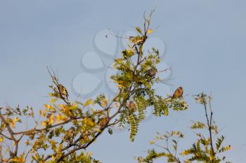 European Goldfinch enjoying the early morning late summer sunshine