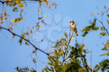 European Goldfinch enjoying the early morning late summer sunshine