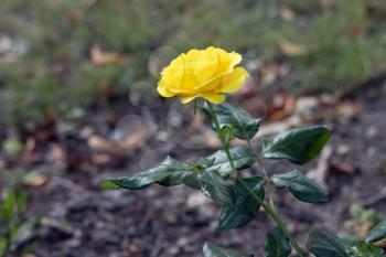 Close-up view of a yellow Hybrid T Rose flowering in late summer