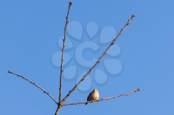 Tiny Wren (Troglodytes troglodytes) perched in a tree in wintertime