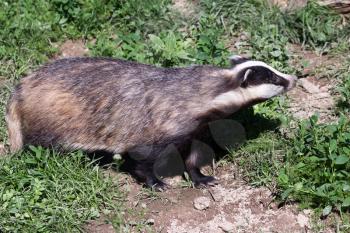 Close-up shot of an European Badger (meles meles)