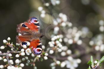 European Peacock butterfly (Inachis io) resting on tree blossom