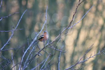 Common Chaffinch (Fringilla coelebs) perched in a tree on a chilly December day