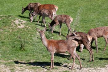 Herd of Red Deer (cervus elaphus)