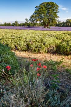 Poppies growing in a Lavender field