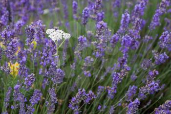 White flower in a field of Lavender