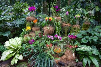 Orchids on display in Singapore Botanical Gardens