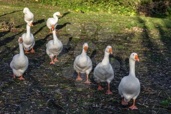 Gaggle of Geese walking along the riverbank of the Great Ouse in Ely