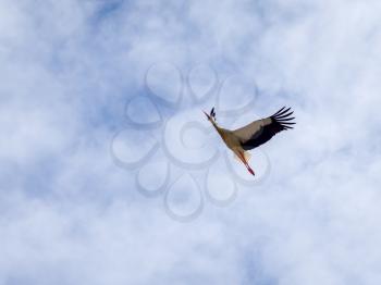 Stork in Flight  at Faro in Portugal