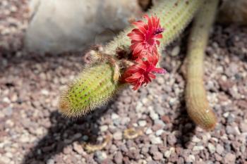 Cleistocactus samaipatanus (cardenas) D R Hunt with vibrant re flowers