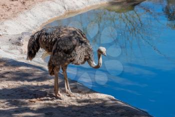 VALENCIA, SPAIN - FEBRUARY 26 : Female Ostrich at the Bioparc in Valencia Spain on February 26, 2019