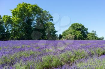 People enjoying a Lavender field in Banstead Surrey