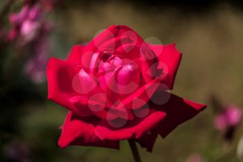 Red Rose Blooming in Calahonda
