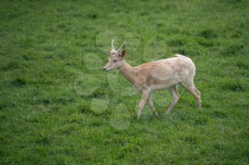 Fallow Deer (Dama dama)