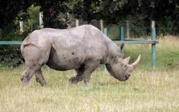 Black Rhinoceros or Hook-lipped Rhinoceros (Diceros bicornis)