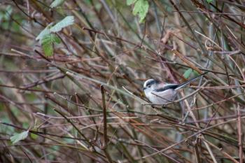 Long Tailed Tit watching from the thicket