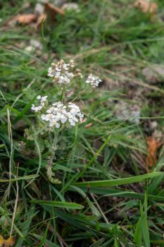 Dwarf alpine Yarrow (Achillea nana) flowering on Monte Poieto in Italy