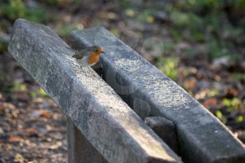 Robin perched on a wooden bench sprinkled with bird seed