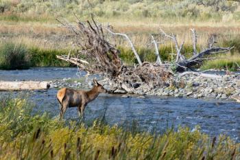 Elk or Wapiti (Cervus canadensis)