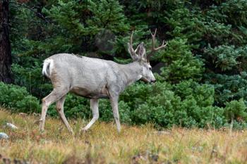 Mule Deer (Odocoileus hemionus)