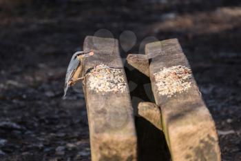 Nuthatch perched on a wooden bench with a nut in it's beak