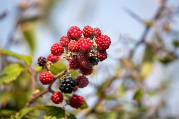 Wild Blackberries ripening in the autumn sunshine near little Haven