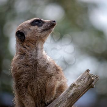 Meerkat or Suricate (Suricata suricatta)