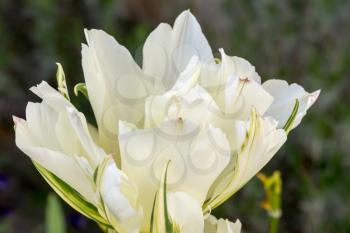 White Hybrid Tulip