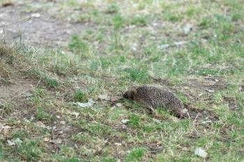 European Hedgehog (Erinaceus europaeus)