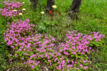 Wild flowers beneath a tree in Tuscany