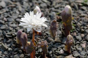 Bloodroot (Sanguinaria canadensis)