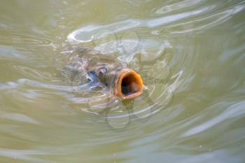 Tench or Doctor fish (Tinca tinca)