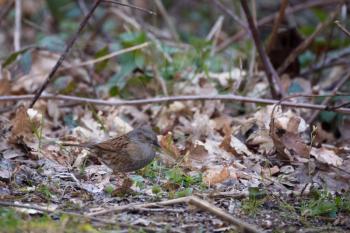 Dunnock (Hedge accentor) on the canopy floor