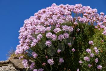 Sea Pinks (Armeria) flowering in springtime at St Ives in Cornwall