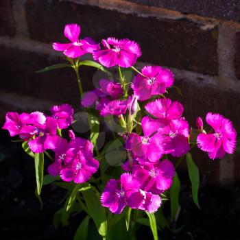 Sweet William (Dianthus barbatus) flowering against a brick wall in the early morning sunshine