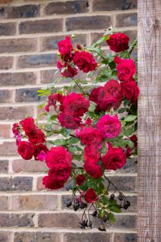 Climbing red Rose escaped from the garden and blooming against a brick wall