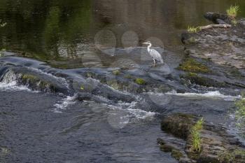 Grey Heron (Ardea cinerea) in shallow water at Llangollen