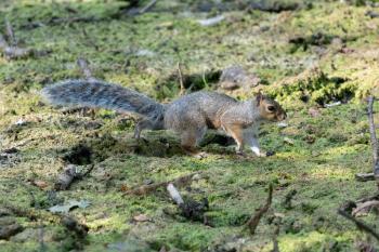 Grey Squirrel (Sciurus carolinensis)  walking across a dried up pond