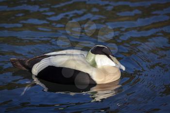 European Eider Duck (Somateria mollissima mollissima) swimming across a lake