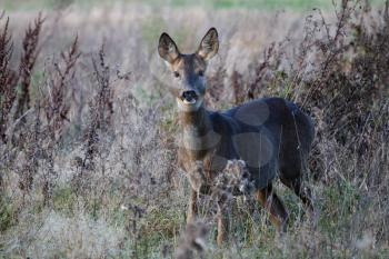 Female European Roe Deer (Capreolus capreolus) in a field of scrub