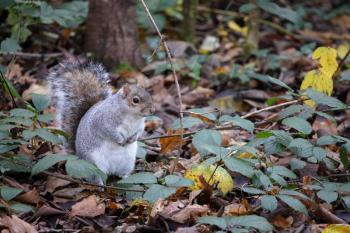 Grey Squirrel (Sciurus carolinensis) among the autumn leaves