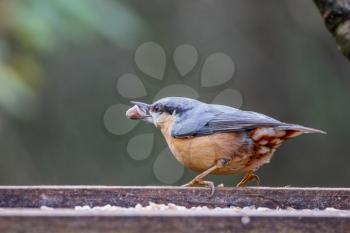 Nuthatch foraging for seed from a wooden bird table