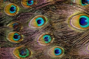 Exotic multicolored peacock feather, abstract macro background.