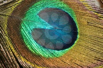 Close up image of a peacock feather as background.