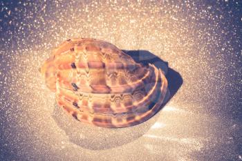 Decorative brown sea shell close up, vintage background.