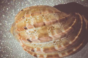 Decorative brown sea shell close up, vintage background.