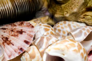 Lots of different seashells piled together, close up.