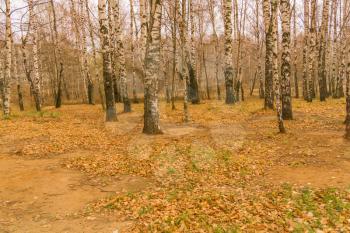 Colorful foliage and birch trees in the city park, early autumn.