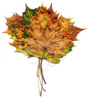 Highly detailed Autumn Maple leaves boquet, macro background.